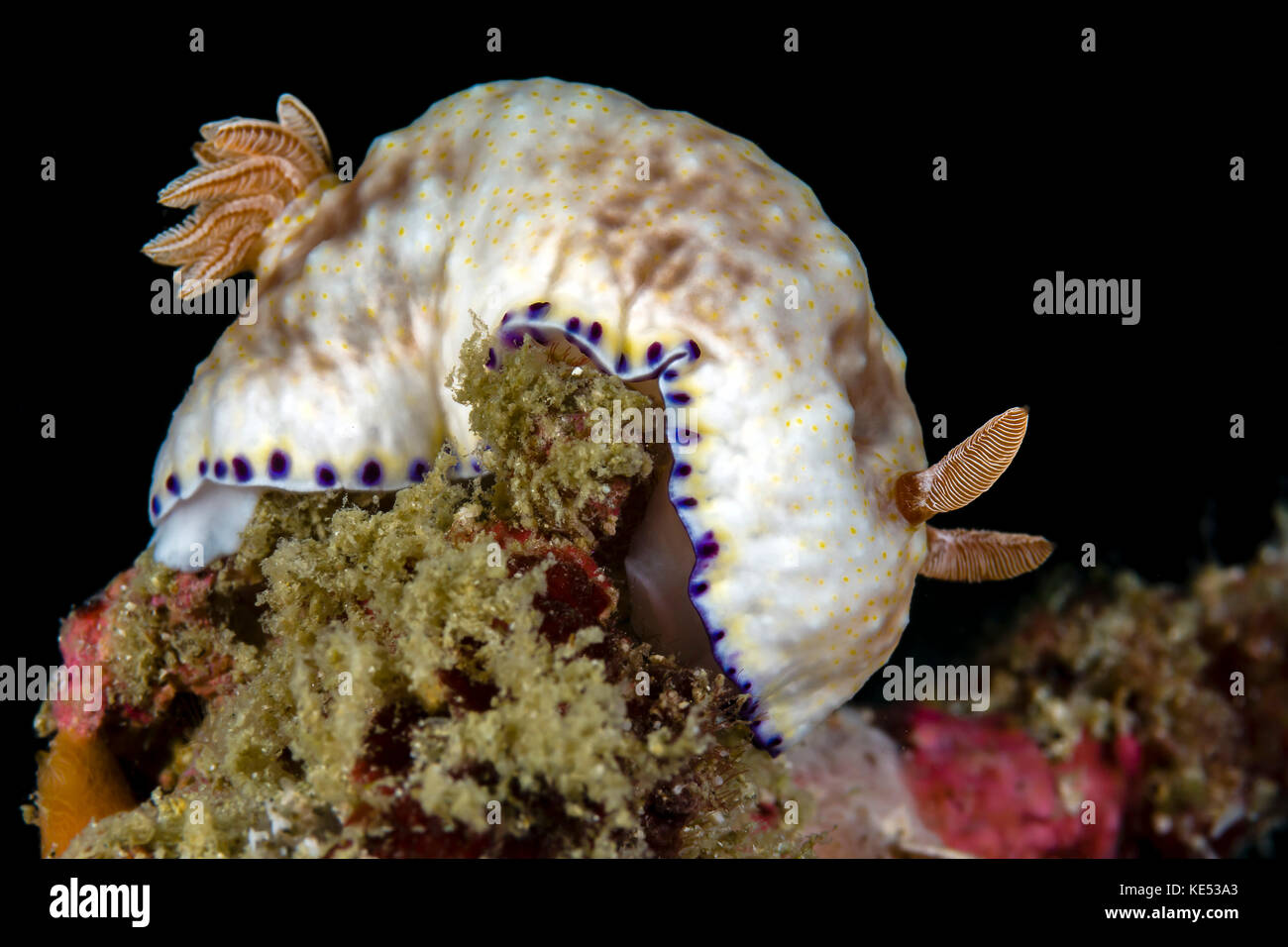 Doris rufomaculatus Nacktschnecken, Milne Bay, Papua Neu Guinea. Stockfoto