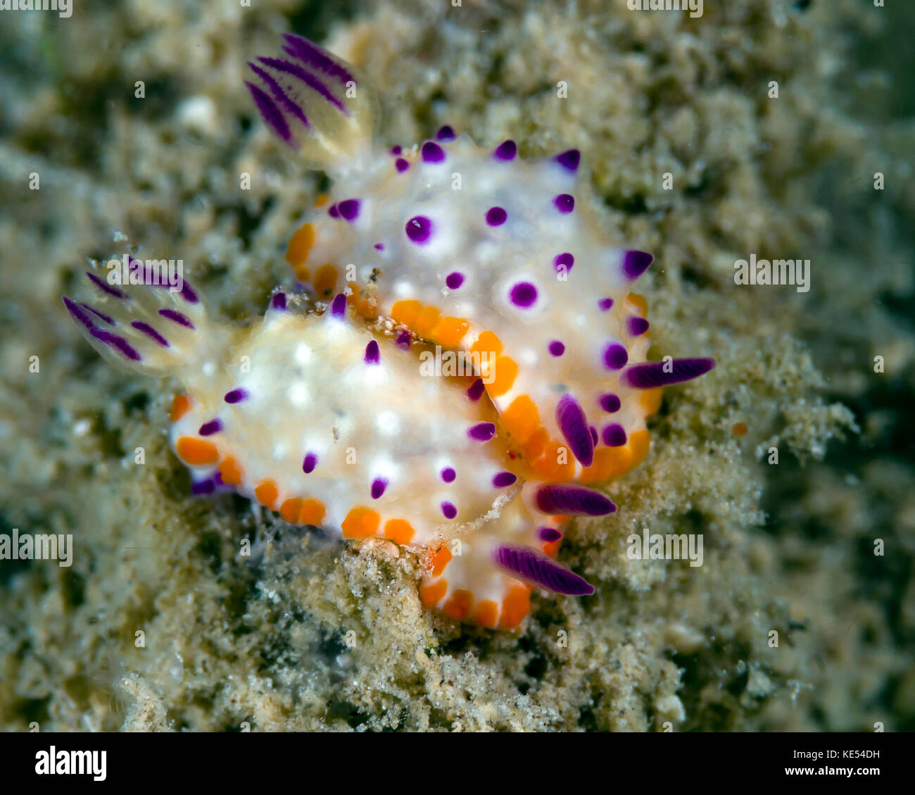 Glossodoris Arten Nacktschnecken, Papua Neu Guinea. Stockfoto