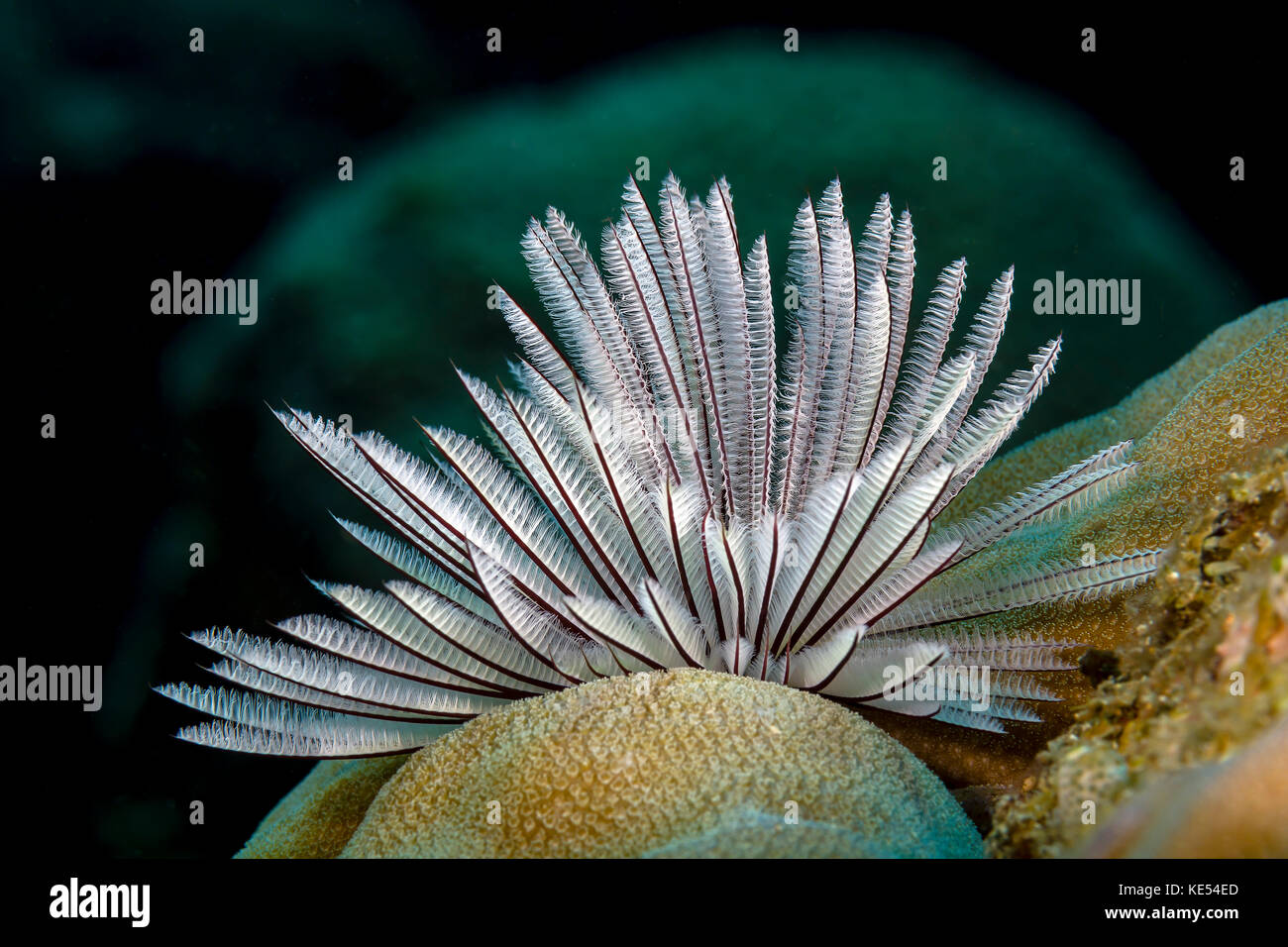 Gemeinsame Staubwedel Wurm, New Ireland, Papua Neu Guinea. Stockfoto