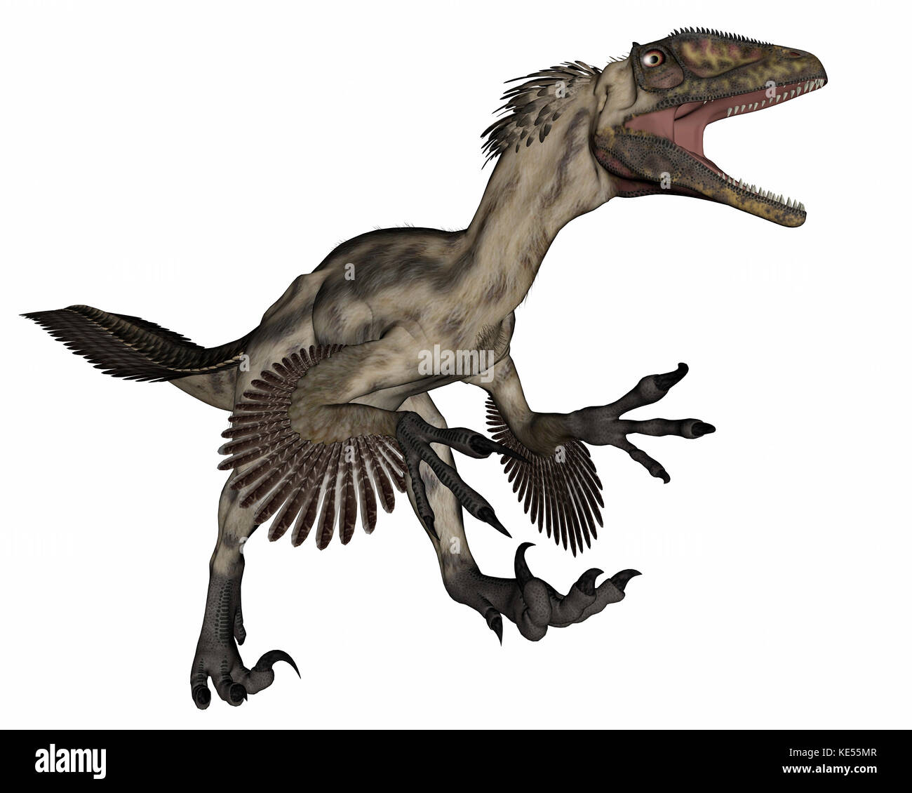 Deinonychus Dinosaurier brüllen, auf weißem Hintergrund Stockfotografie