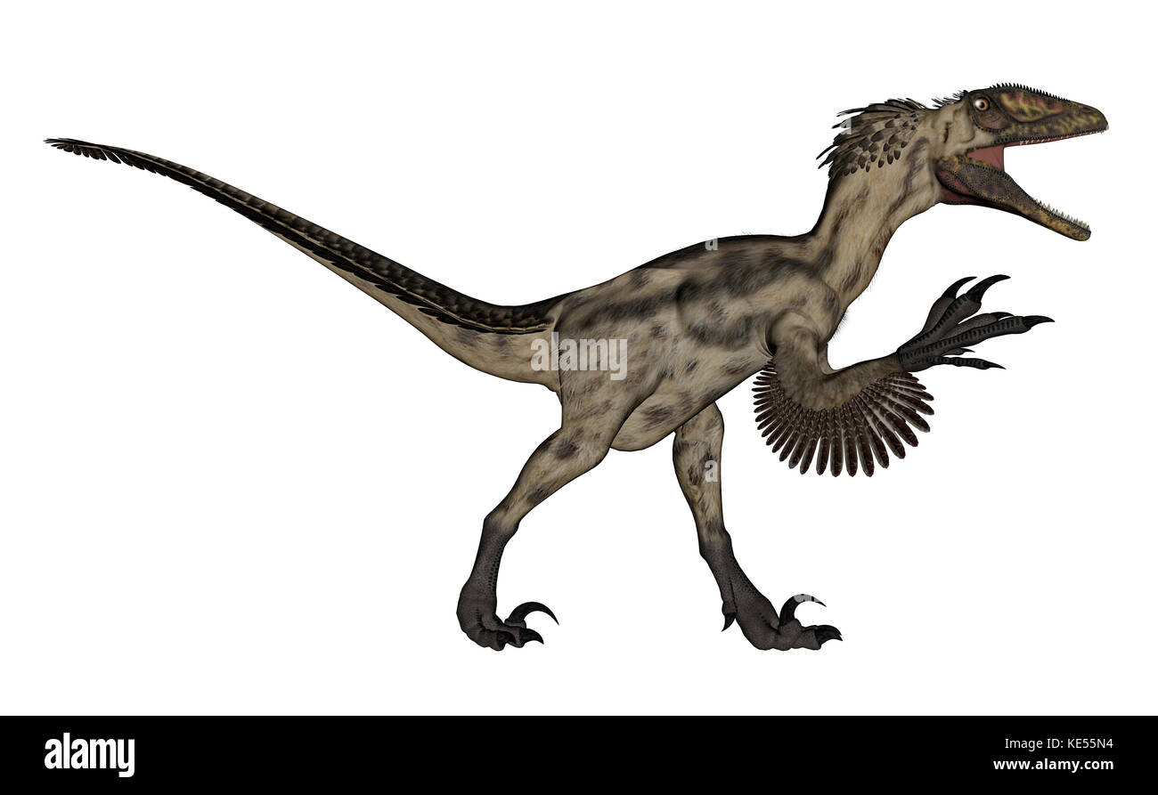 Deinonychus-Dinosaurier isoliert auf weißem Hintergrund. Stockfoto