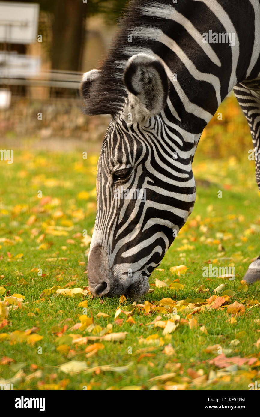 Grevy Zebra (Equus grevyi), auch bekannt als imperial Zebra. Herbst Porträt Stockfoto