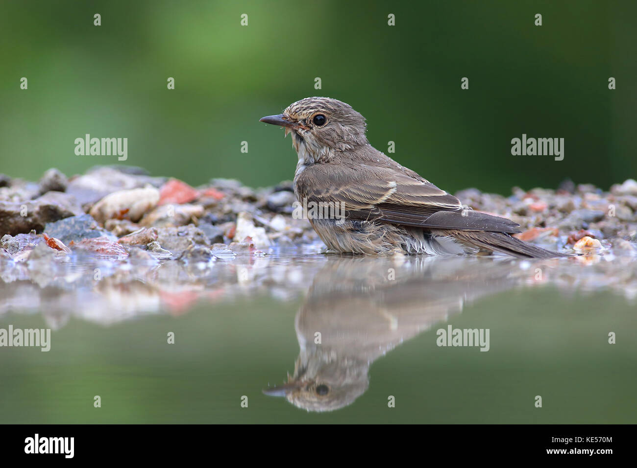 Gefleckte schopftyrann (muscicapa Striata) im flachen Wasser sitzt in ein Vogelbad, Siegerland, Nordrhein - Westfalen, Deutschland Stockfoto