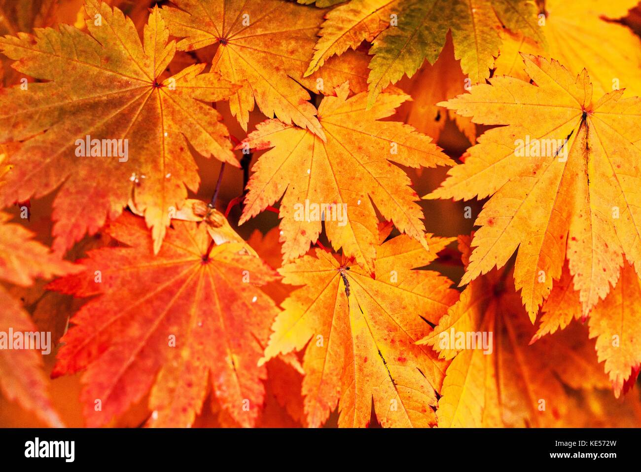 Japanischer Ahorn Acer japonicum „Vitifolium“ Ahorn Herbstlaub Herbstmuster Blätter Vollmond Ahorn Laub wird im Oktober herbstlich Stimmung Stockfoto