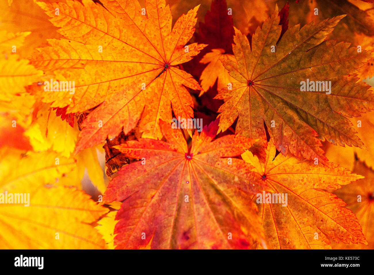 Japanischer Ahorn Acer Japonicum Vitifolium Blätter im Herbst Stockfoto