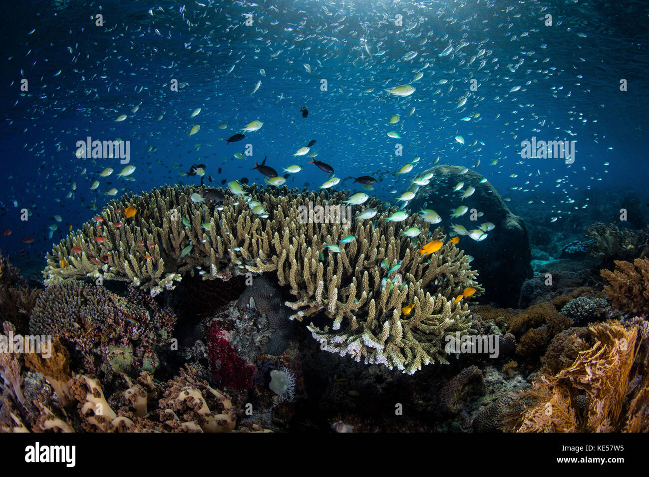 Farbenfrohe Rifffische schwimmen über einem wunderschönen Korallenset auf den Kleinen Sunda-Inseln. Stockfoto