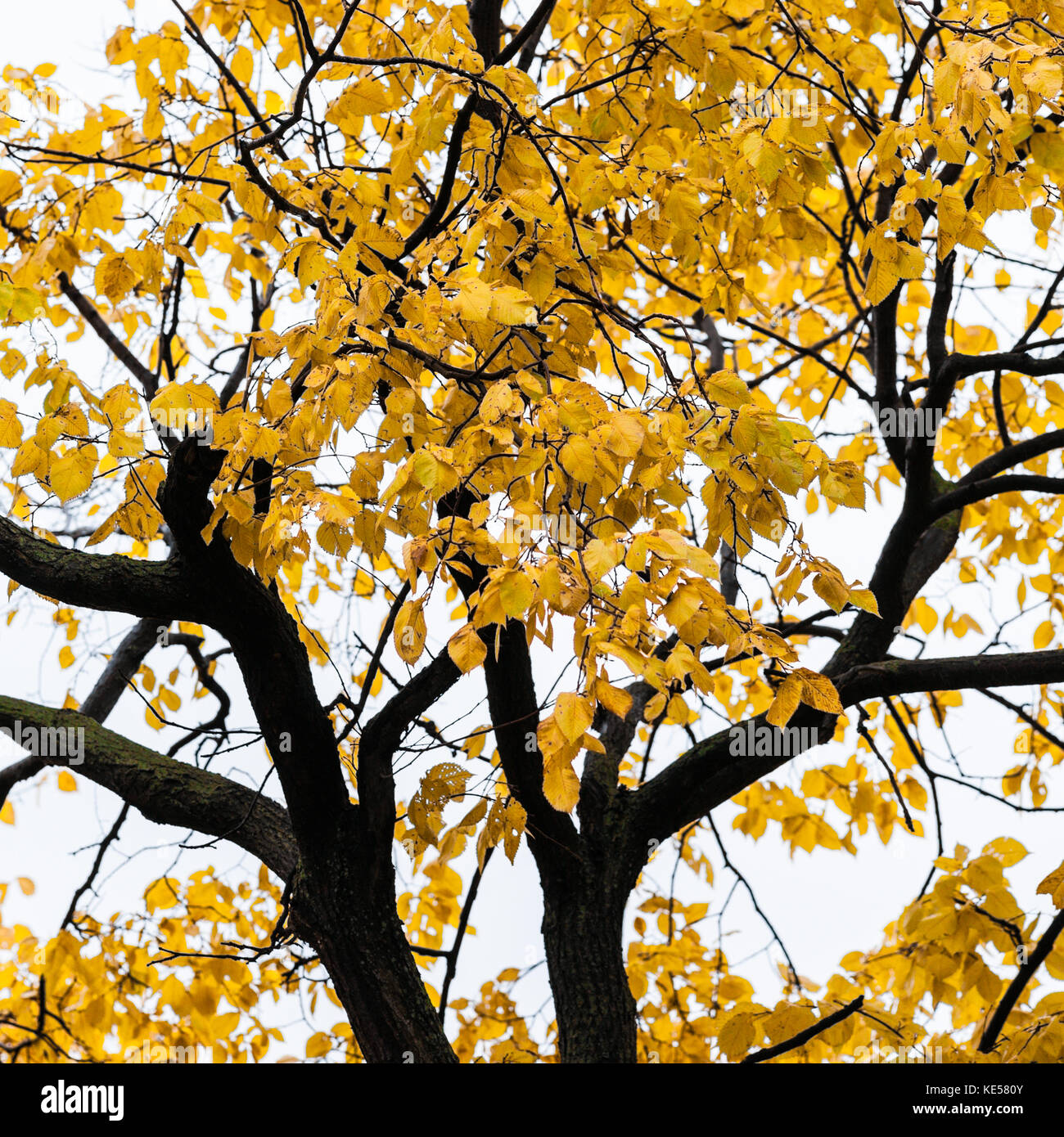 Dunkle oder schwarze Stamm einer alten Linde mit gelben Blätter vor dem Hintergrund der weißen Himmel. Bedeckt Regen von einem goldenen Herbst Stockfoto