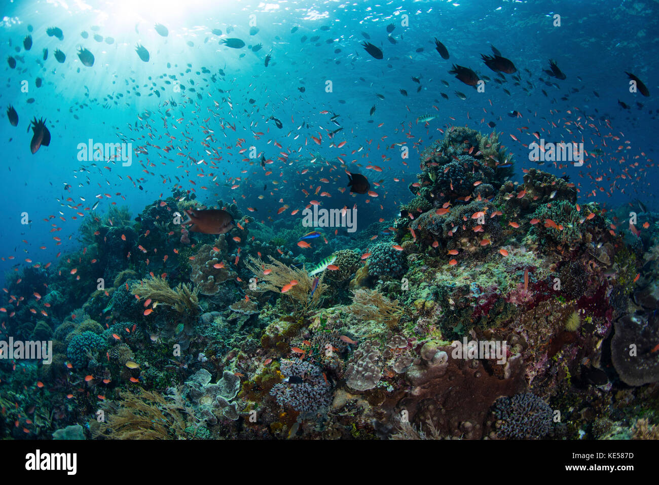 Bunte Rifffische schwimmen über einem gesunden Riff auf den Kleinen Sunda-Inseln Indonesiens. Stockfoto