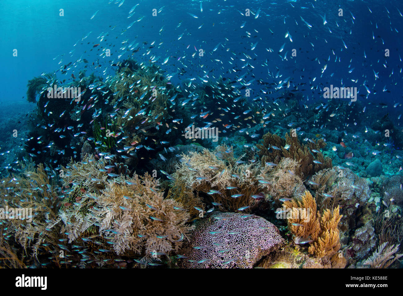 Bunte Rifffische schwimmen über einem gesunden Riff auf den Kleinen Sunda-Inseln Indonesiens. Stockfoto