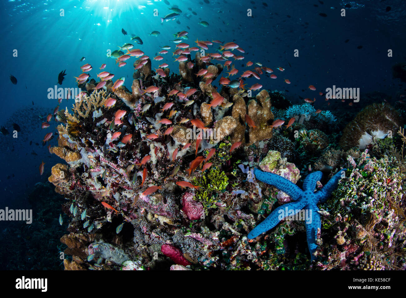 Bunte Rifffische schwimmen über einem Korallenriff auf den Kleinen Sunda-Inseln Indonesiens. Stockfoto