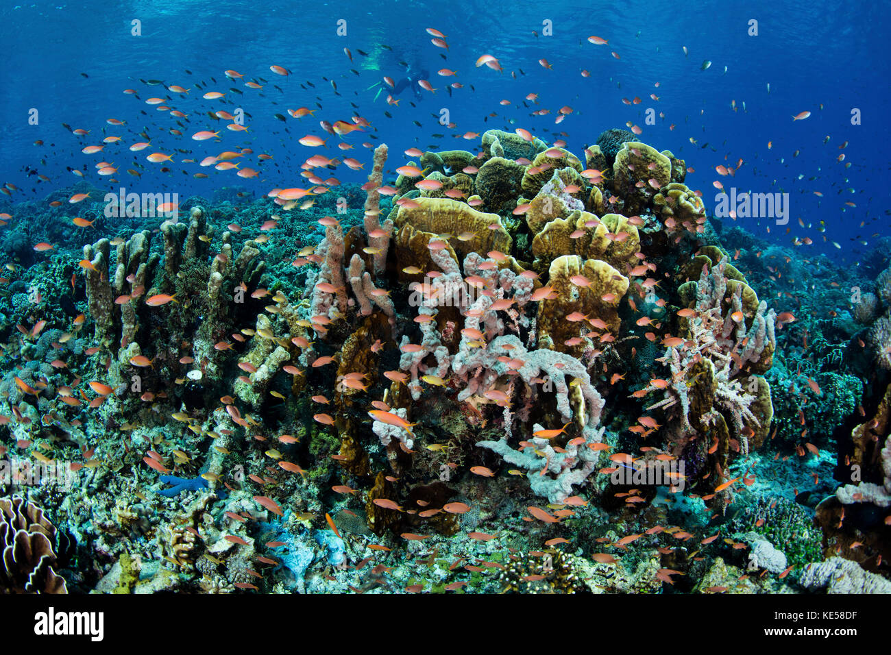 Bunte Rifffische schwimmen in einer starken Strömung nahe Alor auf den Kleinen Sunda-Inseln Indonesiens. Stockfoto