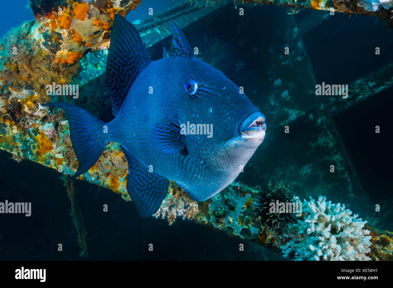 Drückerfische schwimmen im USTS Texas Clipper Wrack, Texas. Stockfoto