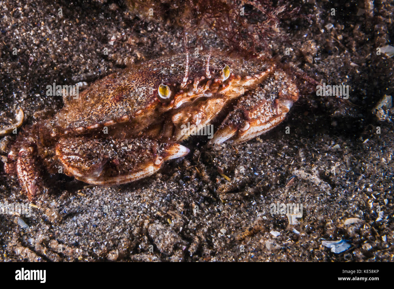 Atlantische Steinkrabbe, Maine. Stockfoto