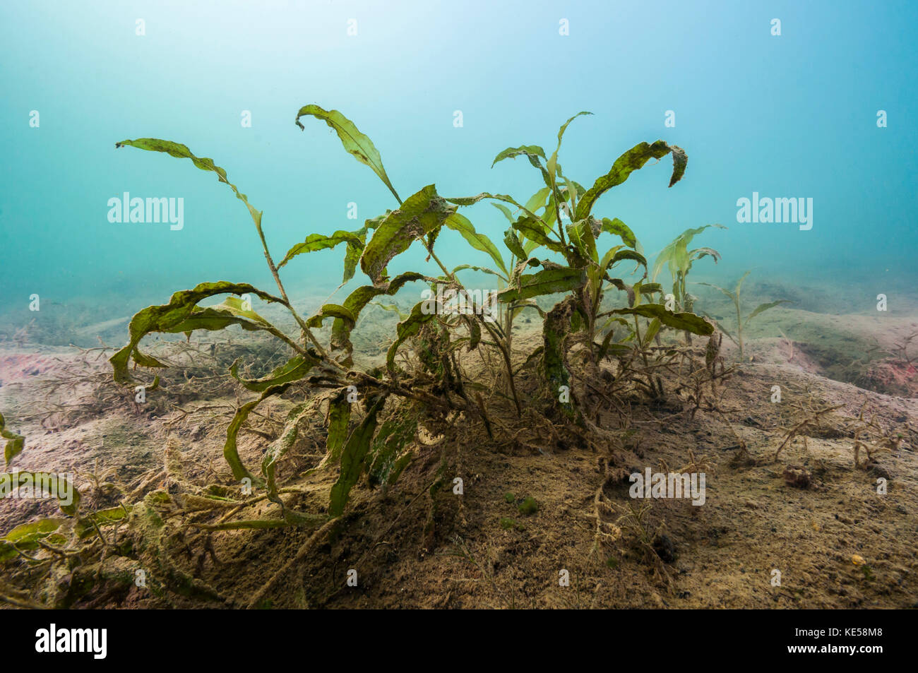 Vegetation in Lake Murray, Oklahoma. Stockfoto