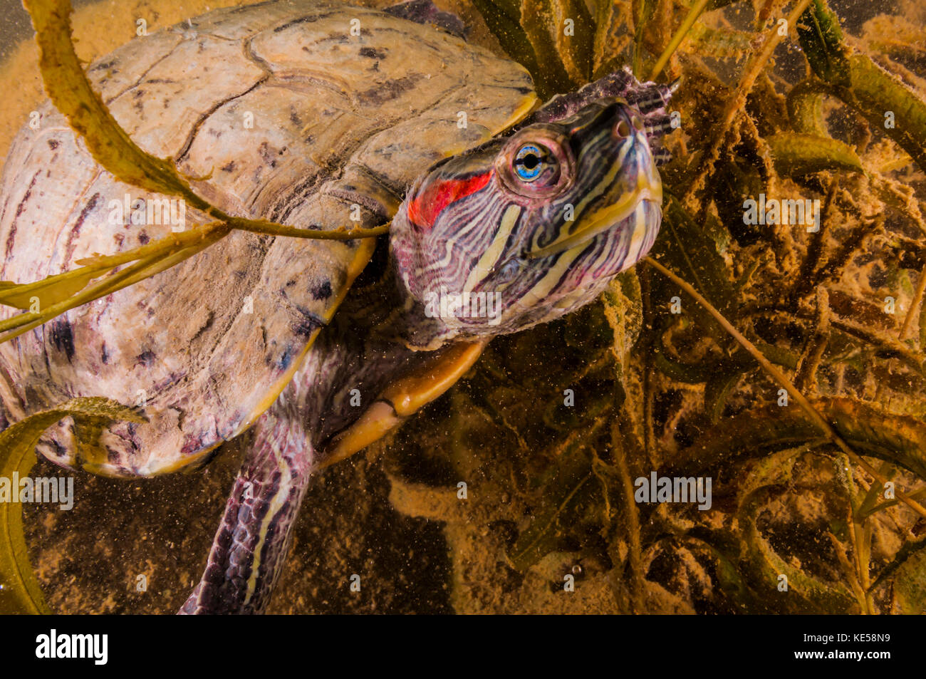 Rotwangen-schmuckschildkröte Schildkröte, Lake Murray, Oklahoma. Stockfoto