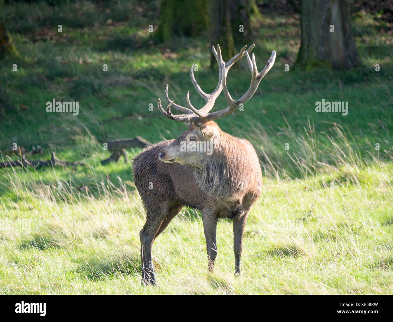 Ein männlicher Rothirsch, Hirsch (Cervus elaphus) in Lyme Park in disley, Cheshire zeigen ihre Geweihe am Beginn der Brunftzeit. Stockfoto