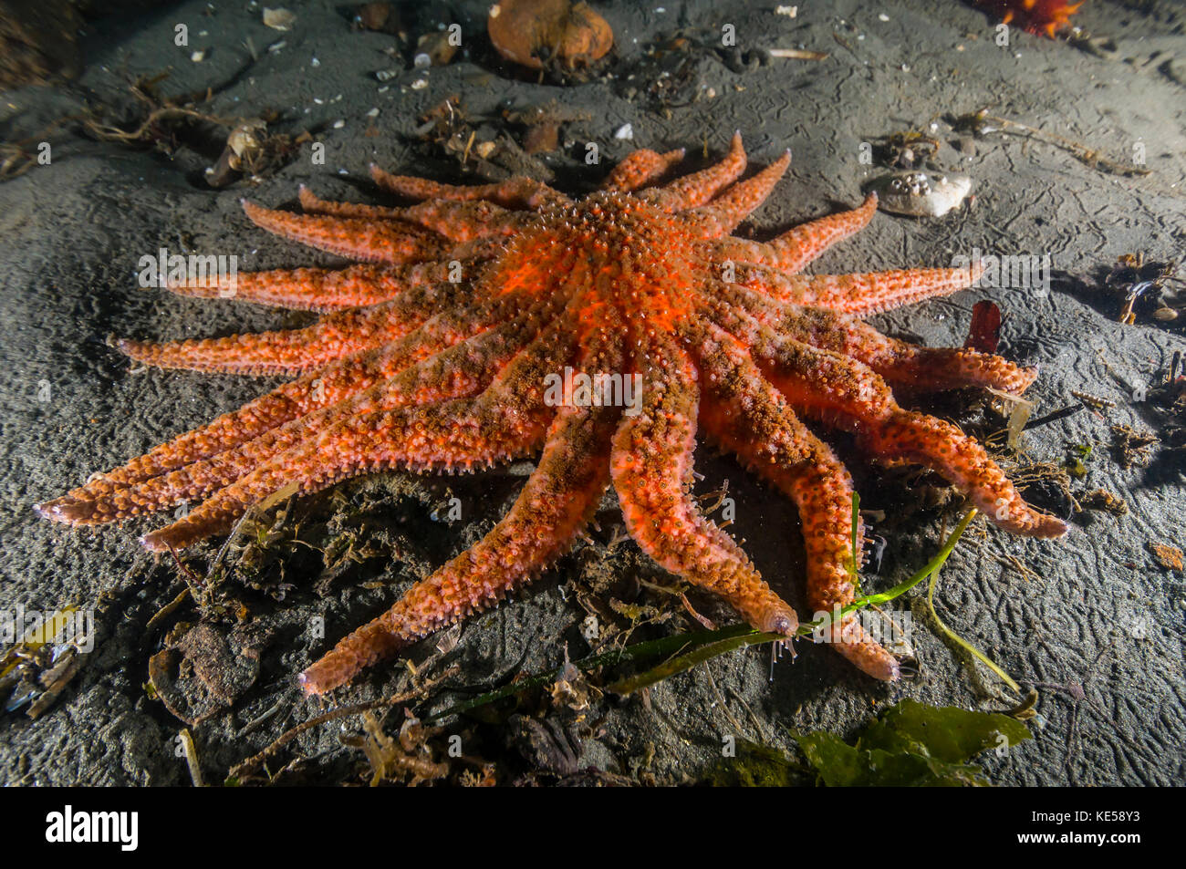 Sonnenblume Stern Stockfoto