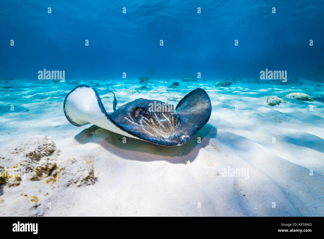 Stachelrochen Schwimmen durch die tieferen Gewässern des Grand Cayman, Cayman Islands. Stockfoto