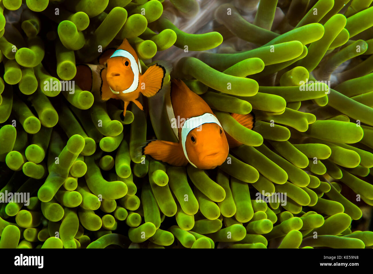 Falsche Clownfische verstecken sich in ihrer Anemone. Stockfoto