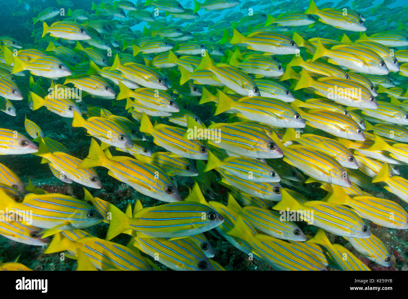 Eine große Schule von blauem Schnapper, die die Oberfläche abschirmt, Malediven. Stockfoto