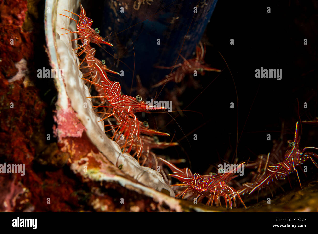 Mehrere Garnelen in einer Röhre, die mit blauem Schwamm gesäumt ist, verstecken sich in Indonesien. Stockfoto