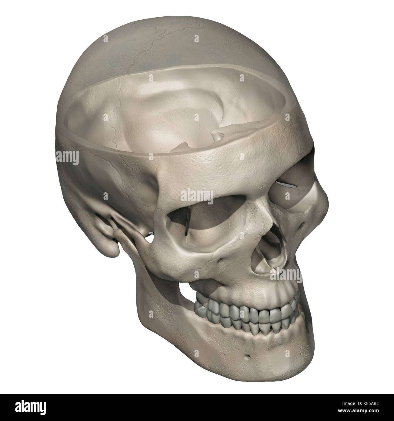 Drei Viertel Ansicht von der menschlichen Schädel Anatomie mit transparenten calvarium. Stockfoto