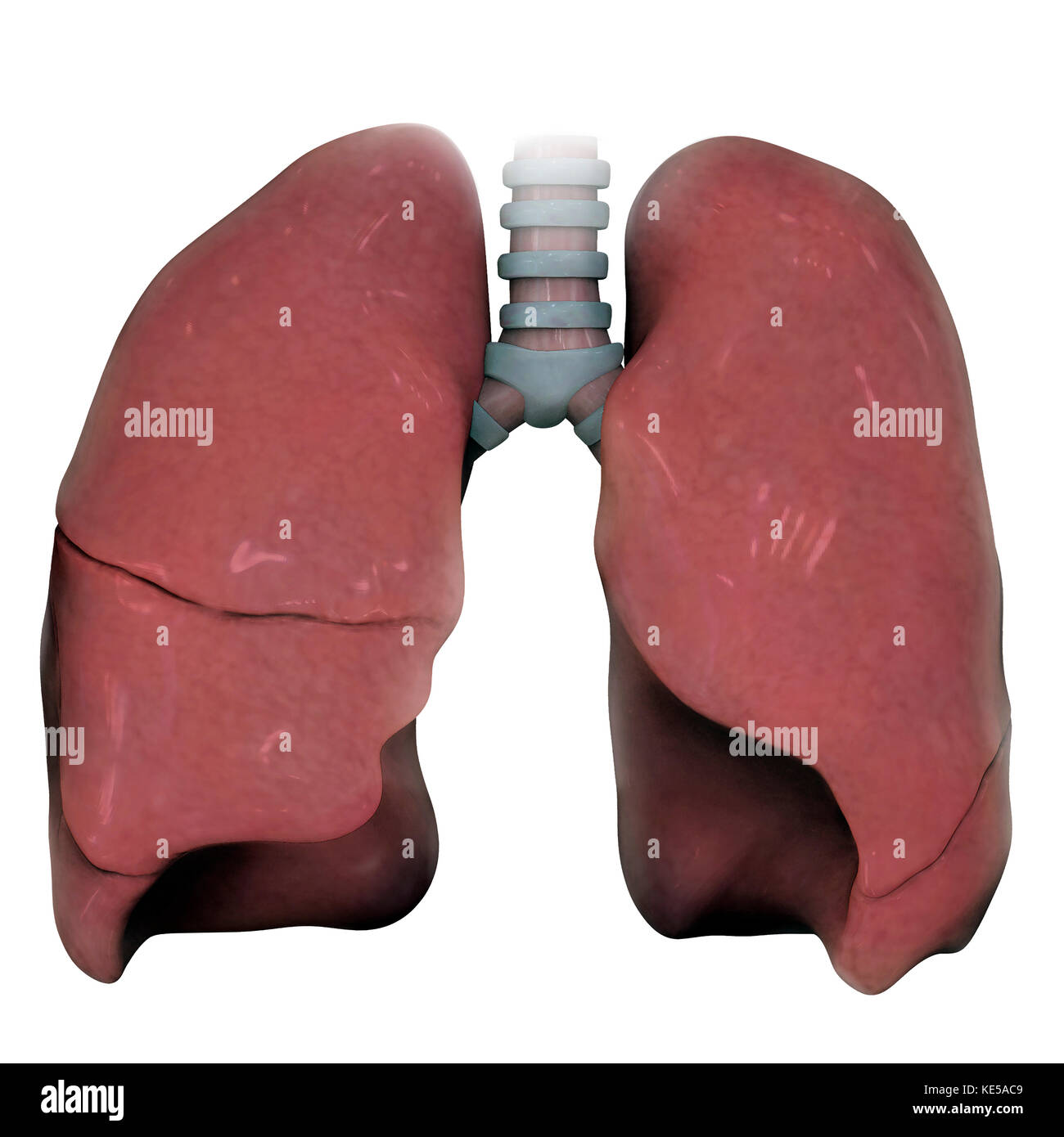 3D-Modell von Rechts und Links die menschliche Lunge. Stockfoto