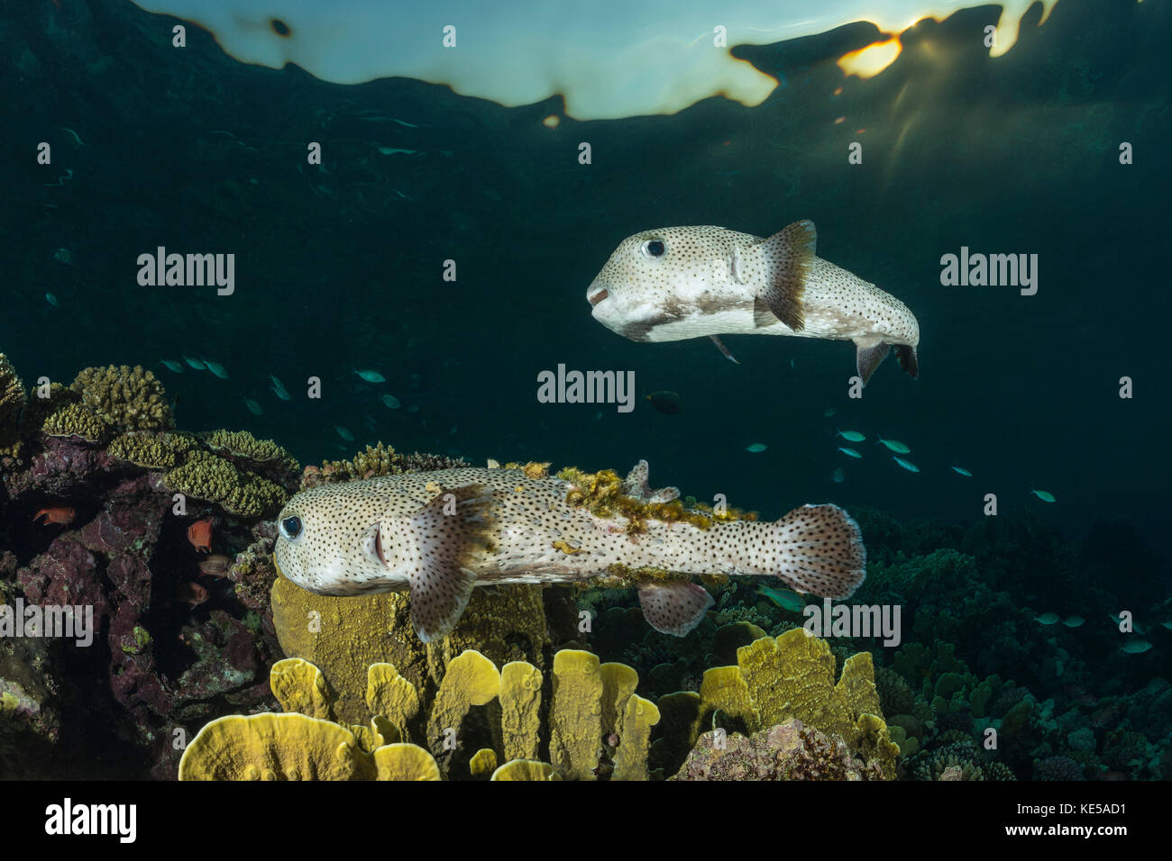 Gefleckte porcupinefish, diodon hystrix, Marsa Alam, Rotes Meer, Ägypten Stockfoto