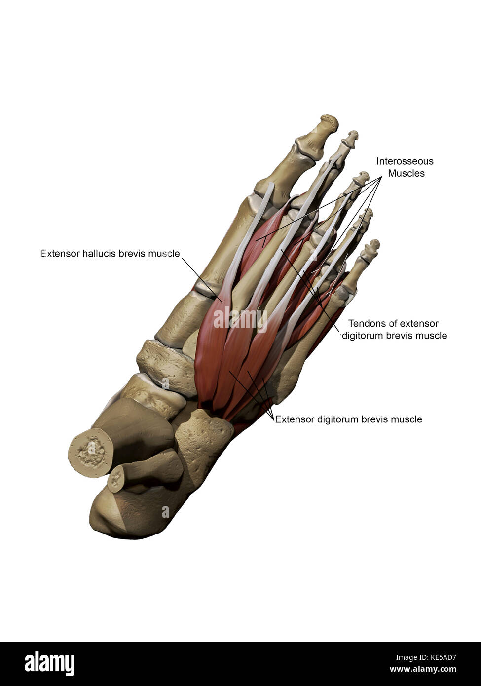 Der menschliche Fuß zeigt die dorsalen Intermediärmuskeln und Knochenstrukturen mit Anmerkungen. Stockfoto