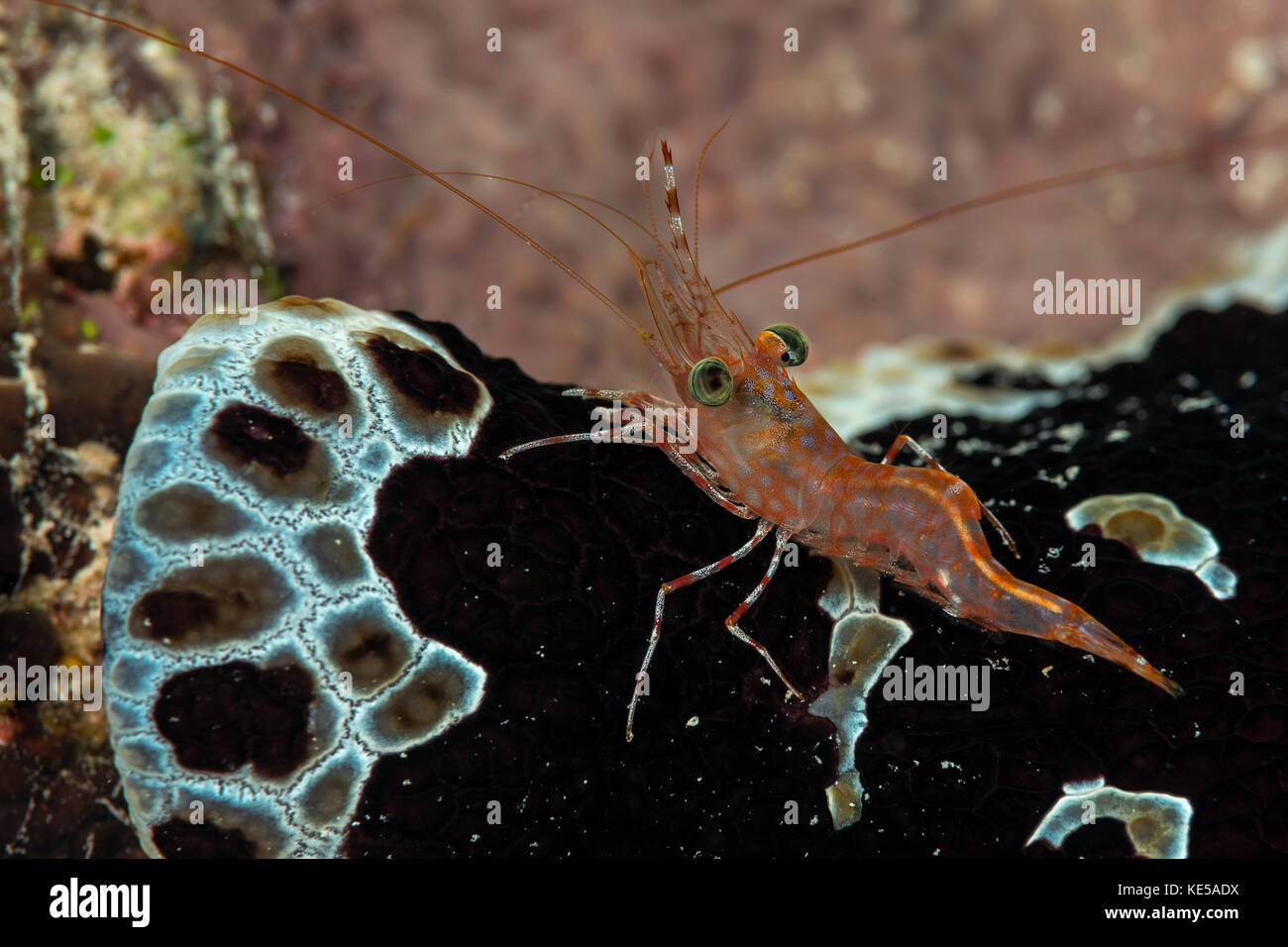 Grün - Auge tanzen Garnelen, Cinetorhynchus reticulatus, Marsa Alam, Rotes Meer, Ägypten Stockfoto