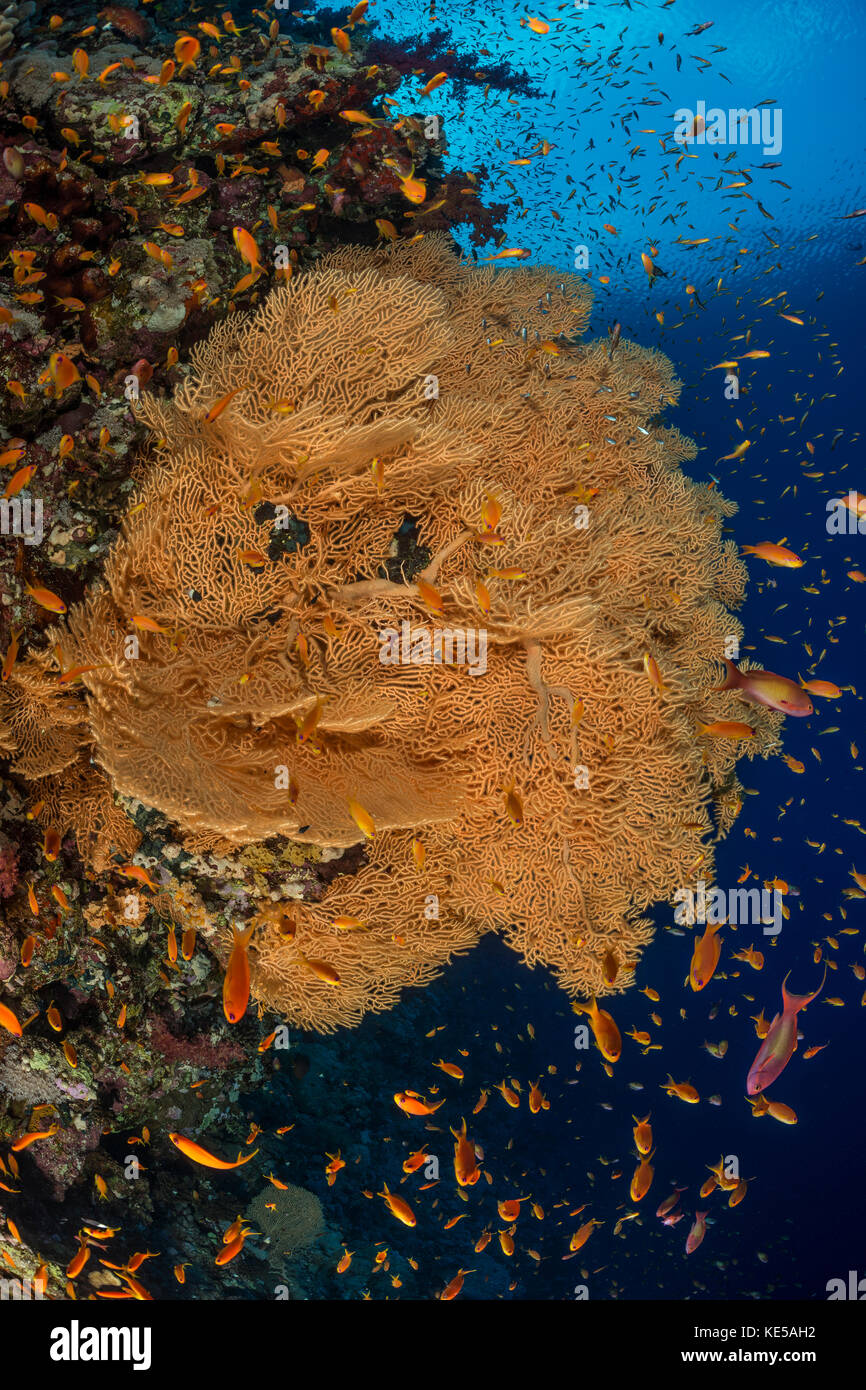 Giant sea Fan, annella Mollis, Marsa Alam, Rotes Meer, Ägypten Stockfoto