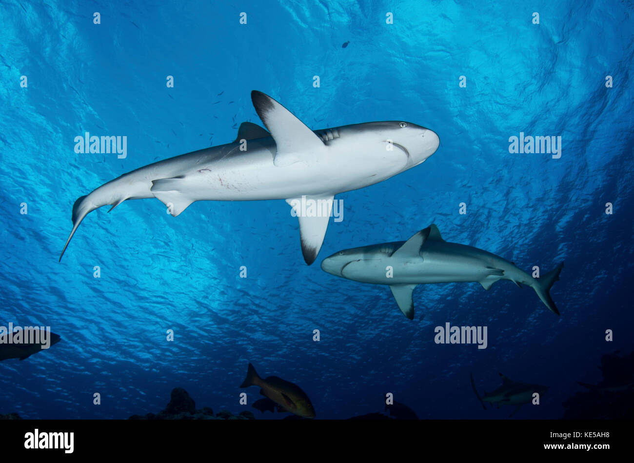 Graue Riffhaie, Yap in Mikronesien. Stockfoto