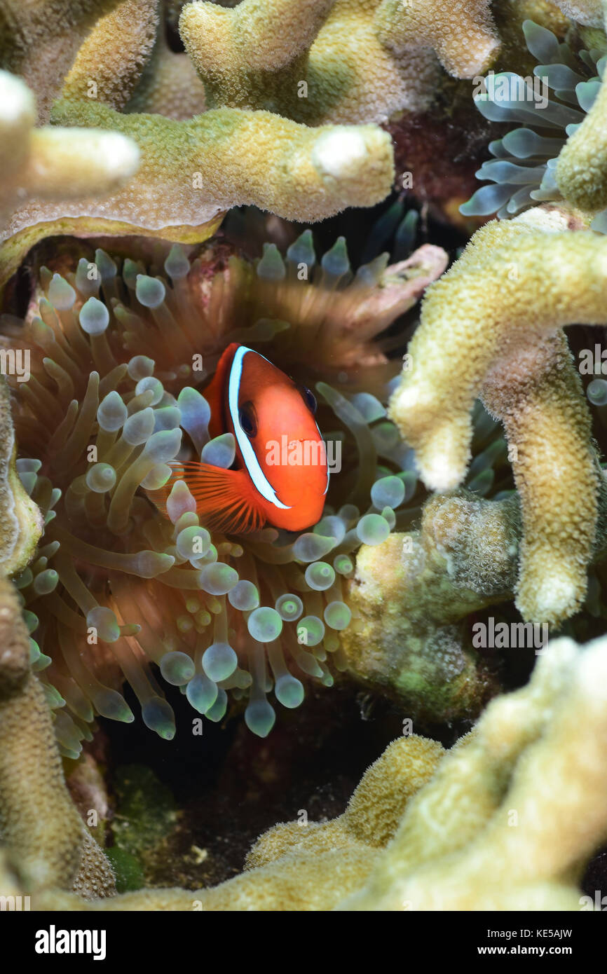 Tomate Clownfisch, Yap in Mikronesien. Stockfoto