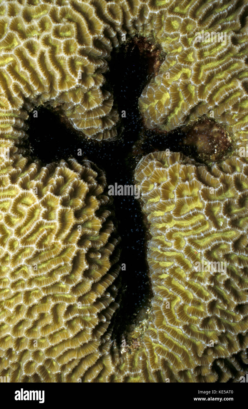 Natürliche Korallenbildung in Form eines Kreuzes, Malediven. Stockfoto