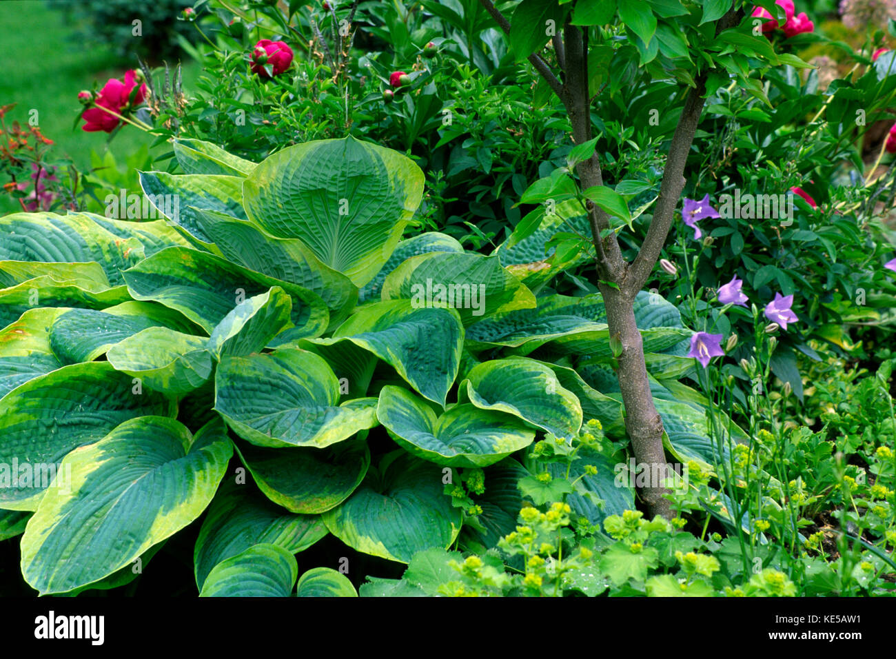 Garten im Frühjahr mit Hosta Frances Williams, Peoly, Campanula und Alchemilla, Stockfoto