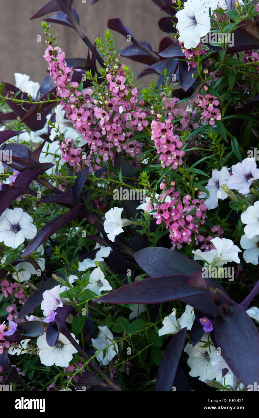 Jährliche Garten mit Angelonia, Tradescantia und Petunia Stockfoto