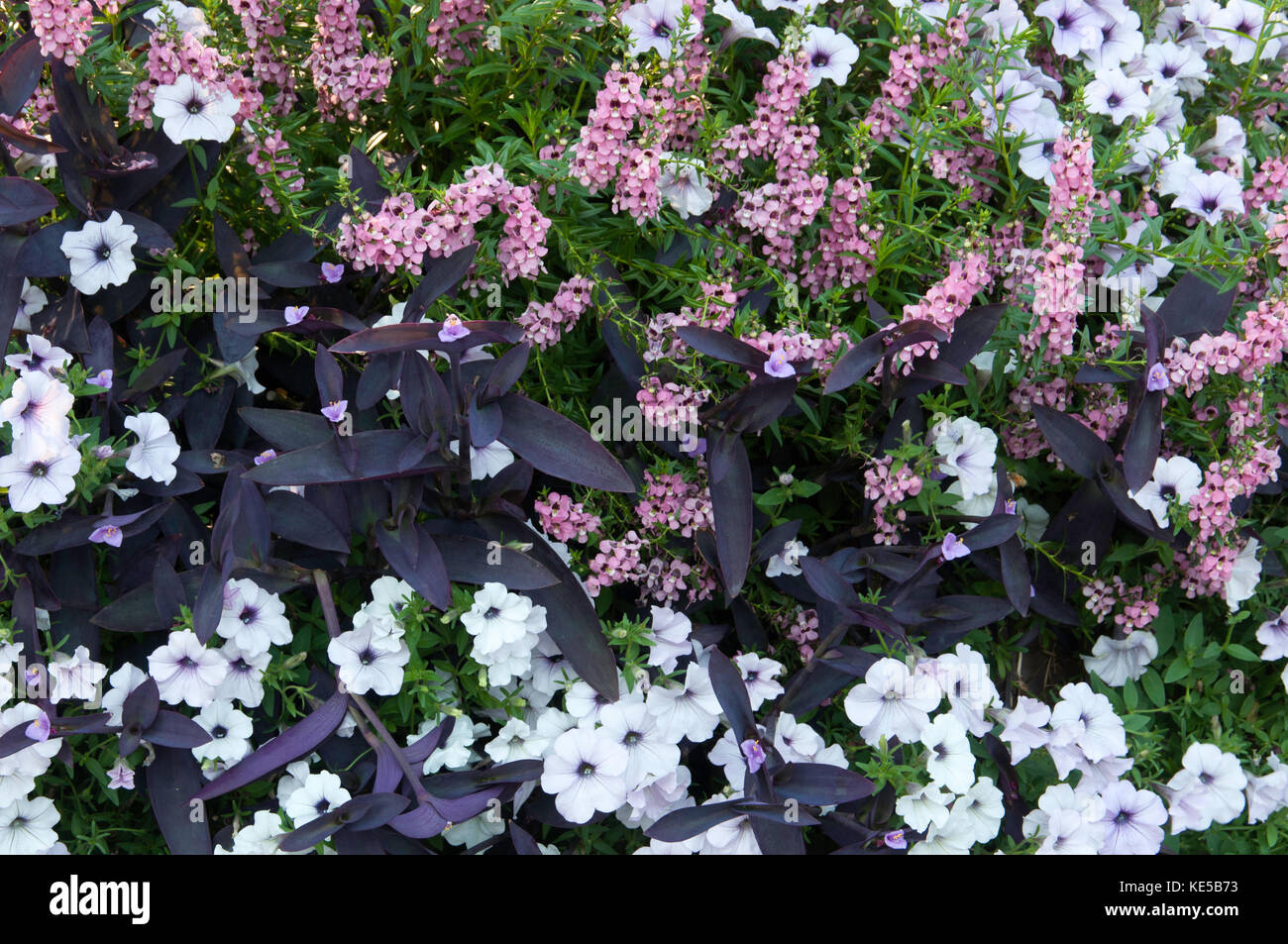 Jährliche Garten mit Angelonia, Tradescantia und Petunia Stockfoto