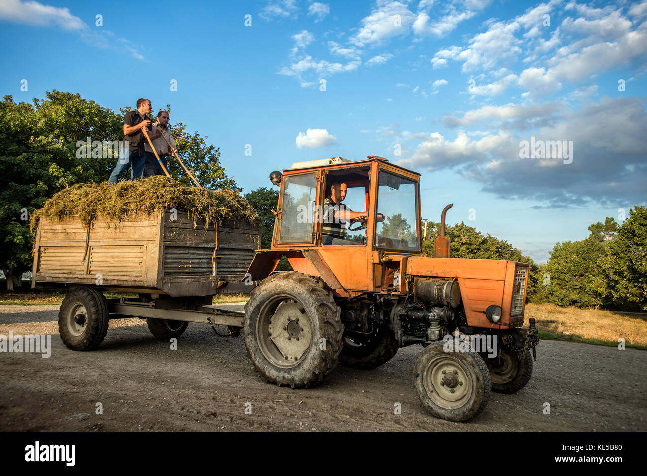 Nikitin Kolchose bei Ivanovka Dorf, Aserbaidschan. Ivanovka ist ein Dorf mit einer überwiegend russischen Bevölkerung, zu der die letzte Kolchose in Aserbaidschan gepflegt. Stockfoto