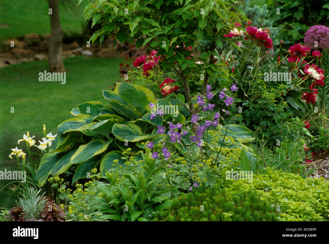 Garten in Iowa, Midwest USA im Juni, Stockfoto