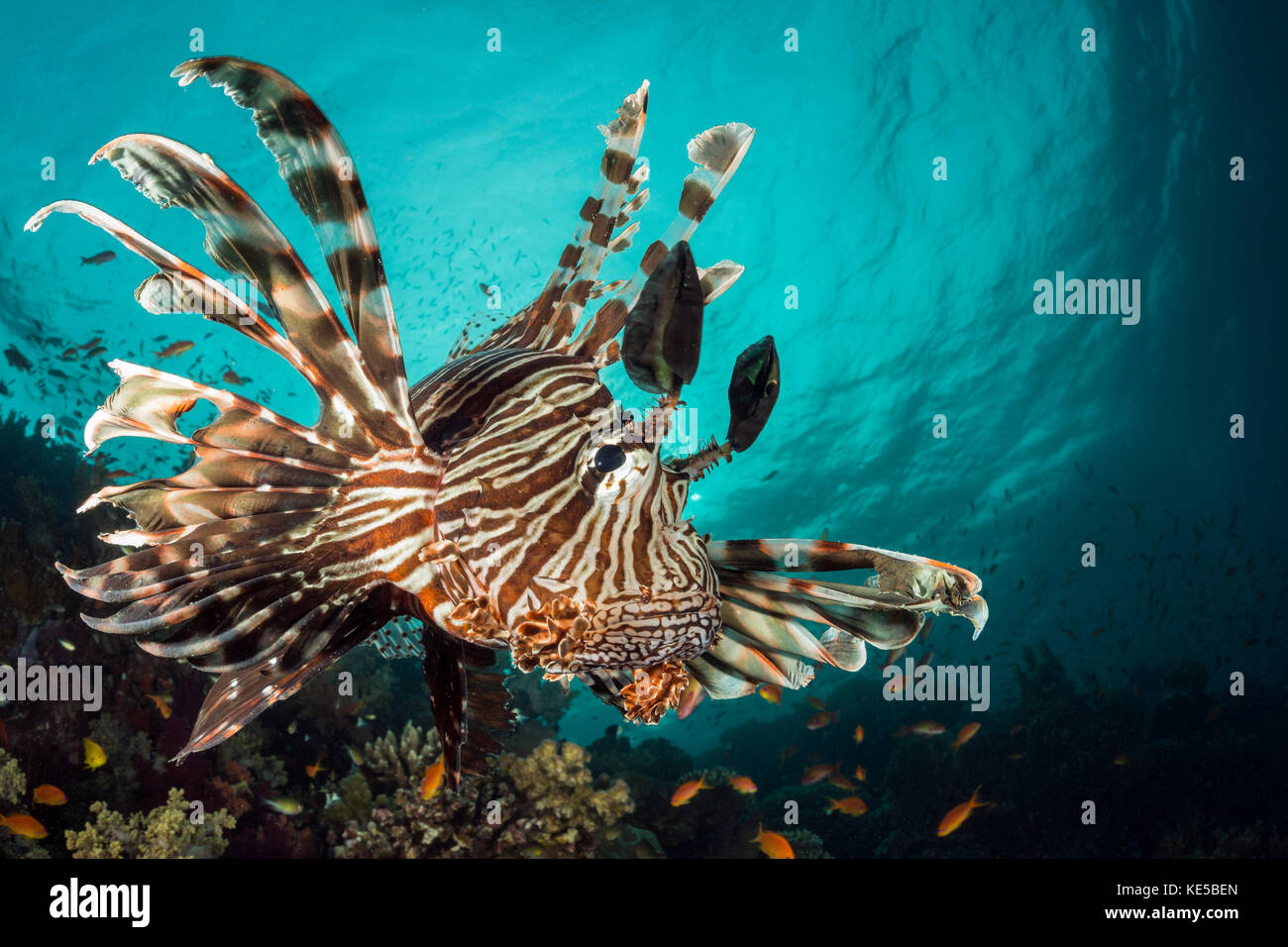 Gemeinsame Feuerfische, pterois Miles, Fury Shoal, Rotes Meer, Ägypten Stockfoto