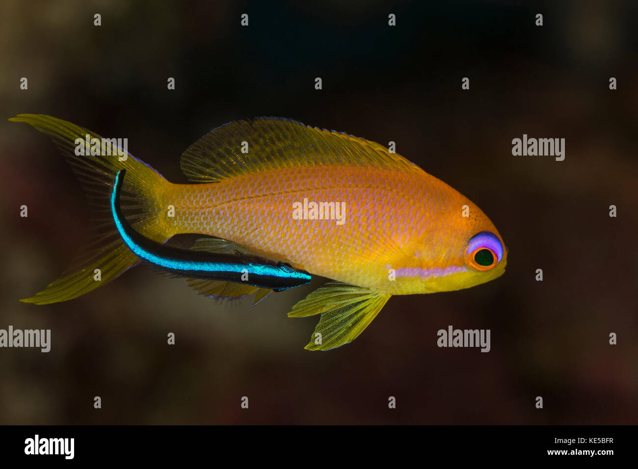 Lyretail Anthias, Pseudanthias squamipinnis, Marsa Alam, Rotes Meer, Ägypten Stockfoto