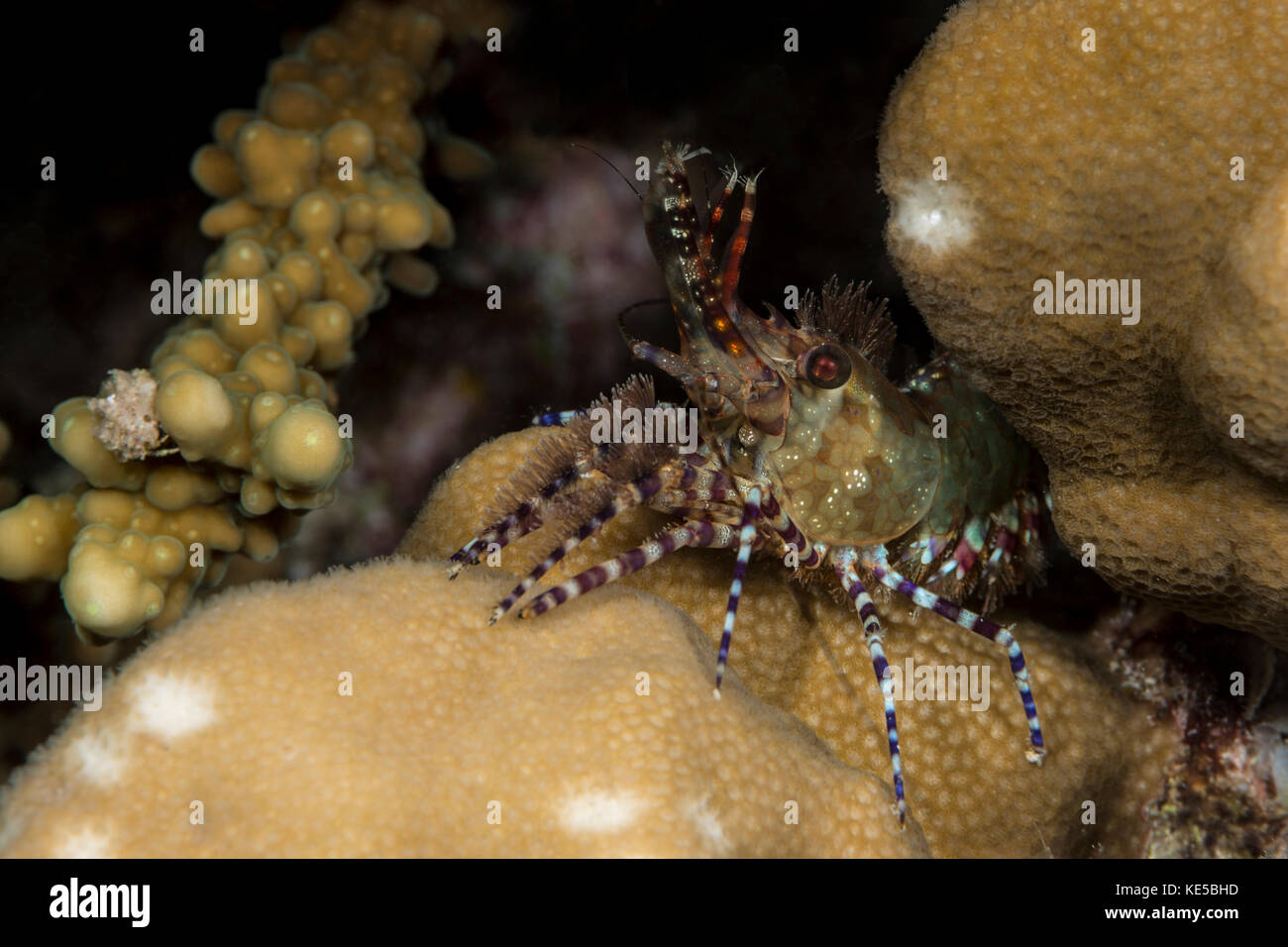 Marmorierte Garnelen, saron marmoratus, Marsa Alam, Rotes Meer, Ägypten Stockfoto