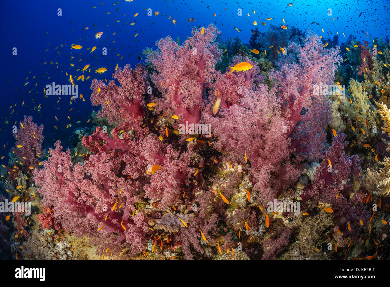 Farbige Weichkorallen, dendronephthya klunzingeri, Elphinstone Riff, Rotes Meer, Ägypten Stockfoto