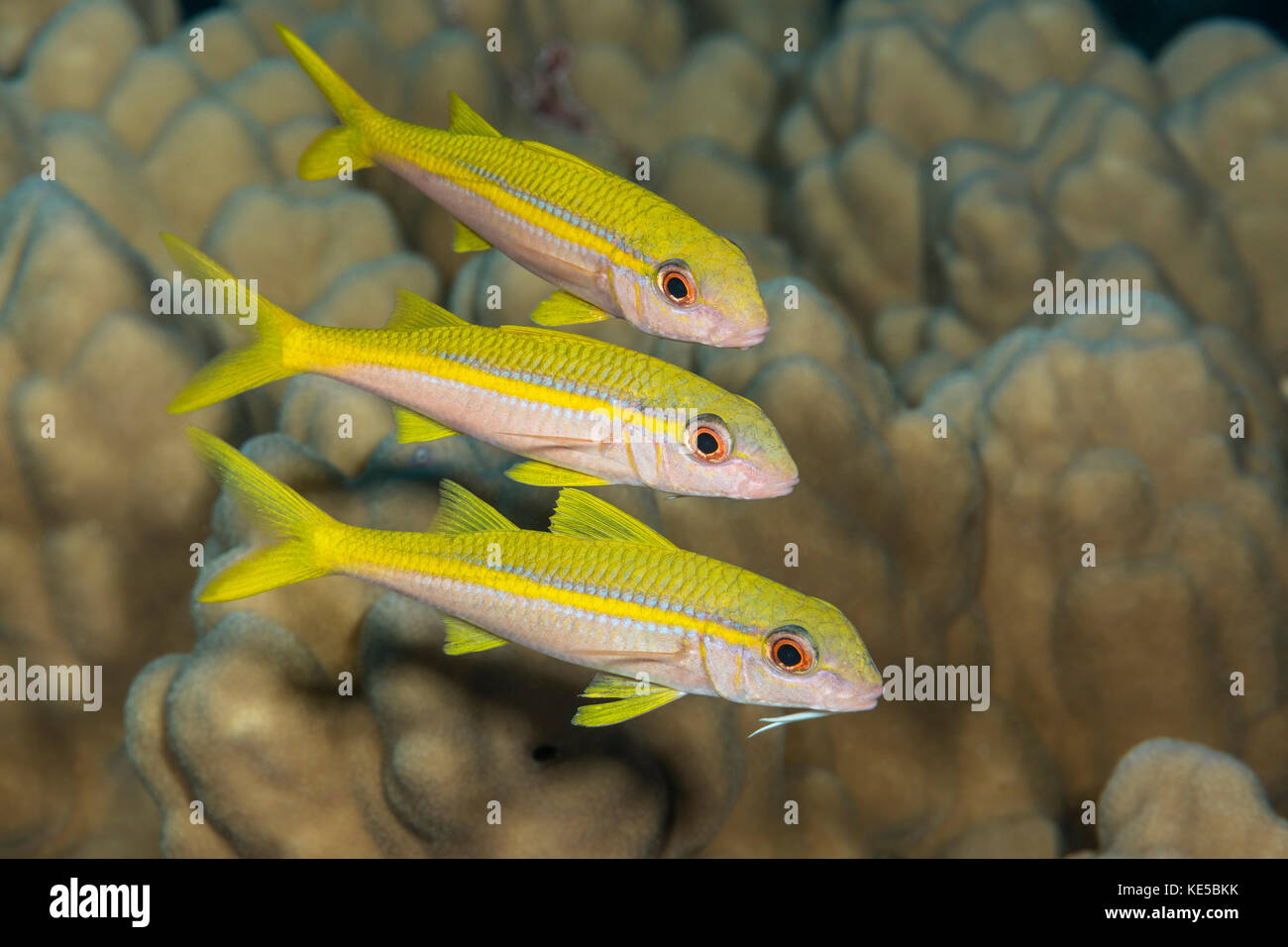 Gruppe von gelbflossenthun Meerbarben, mulloidichthys vanicolensis, Marsa Alam, Rotes Meer, Ägypten Stockfoto