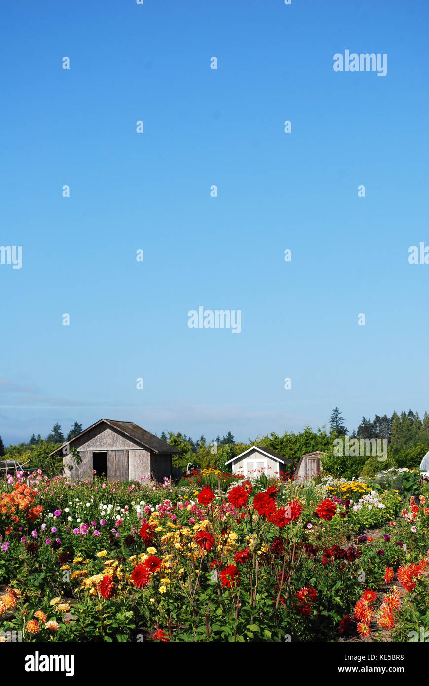 Dahlia's wächst auf einer Blume Bauernhof Stockfoto