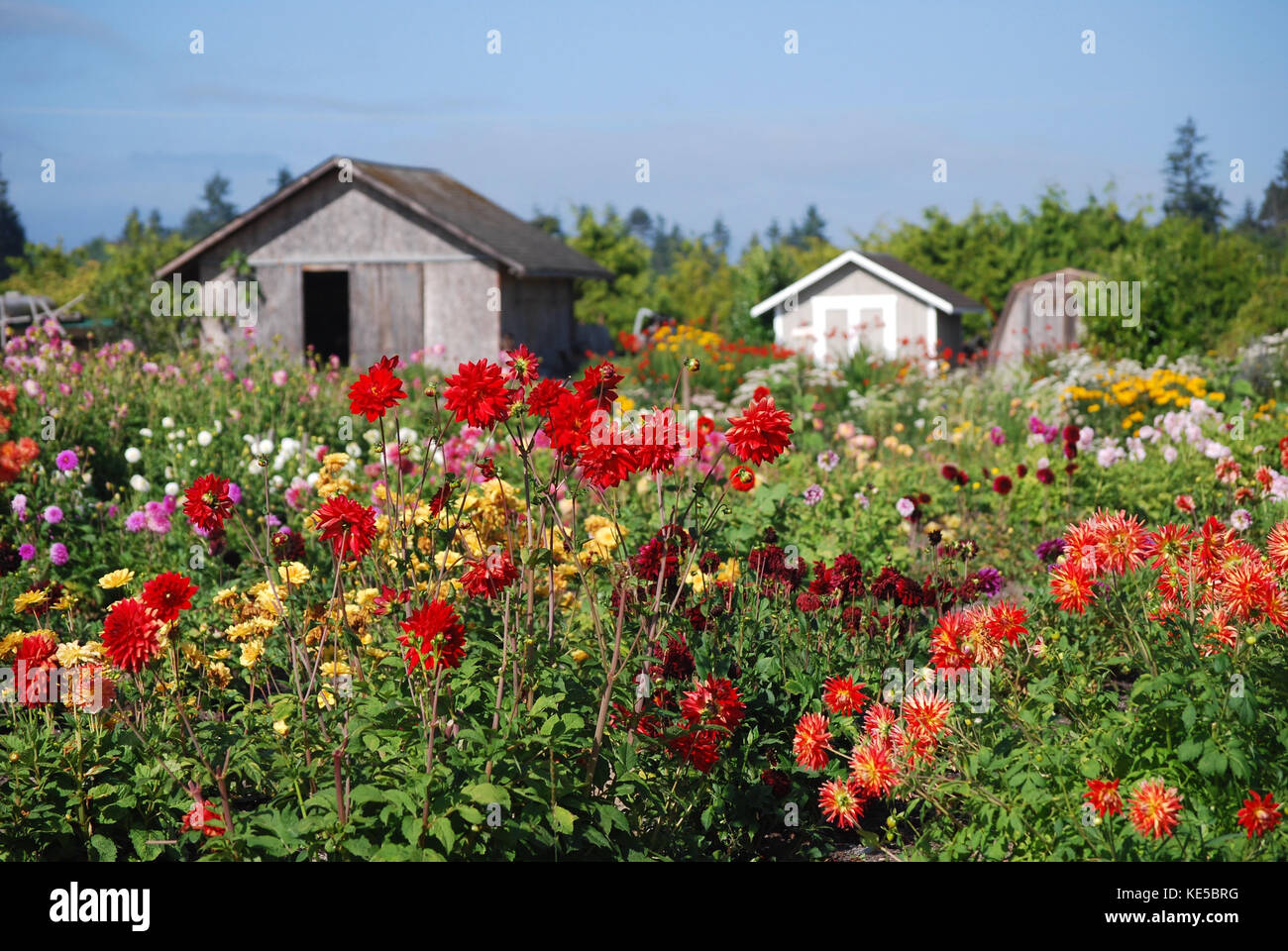 Dahlia's wächst auf einer Blume Bauernhof Stockfoto