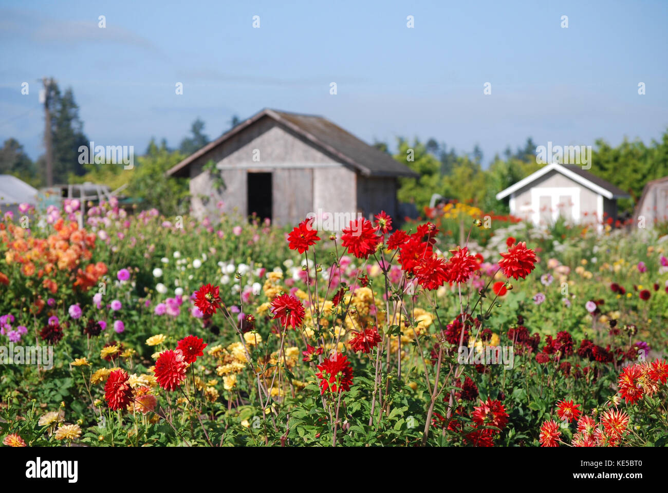 Dahlia's wächst auf einer Blume Bauernhof Stockfoto