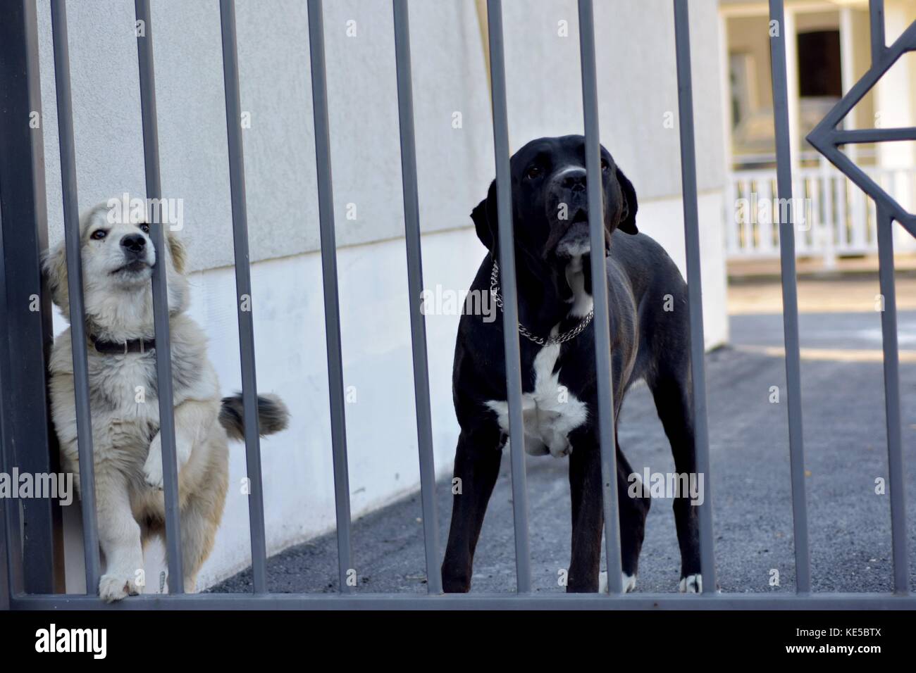 Zwei Wachhunde hinter dem Eisernen Tor Türen Stockfoto