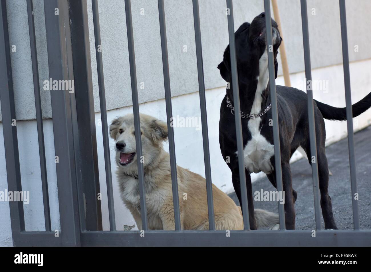 Zwei Wachhunde hinter dem Eisernen Tor Türen Stockfoto