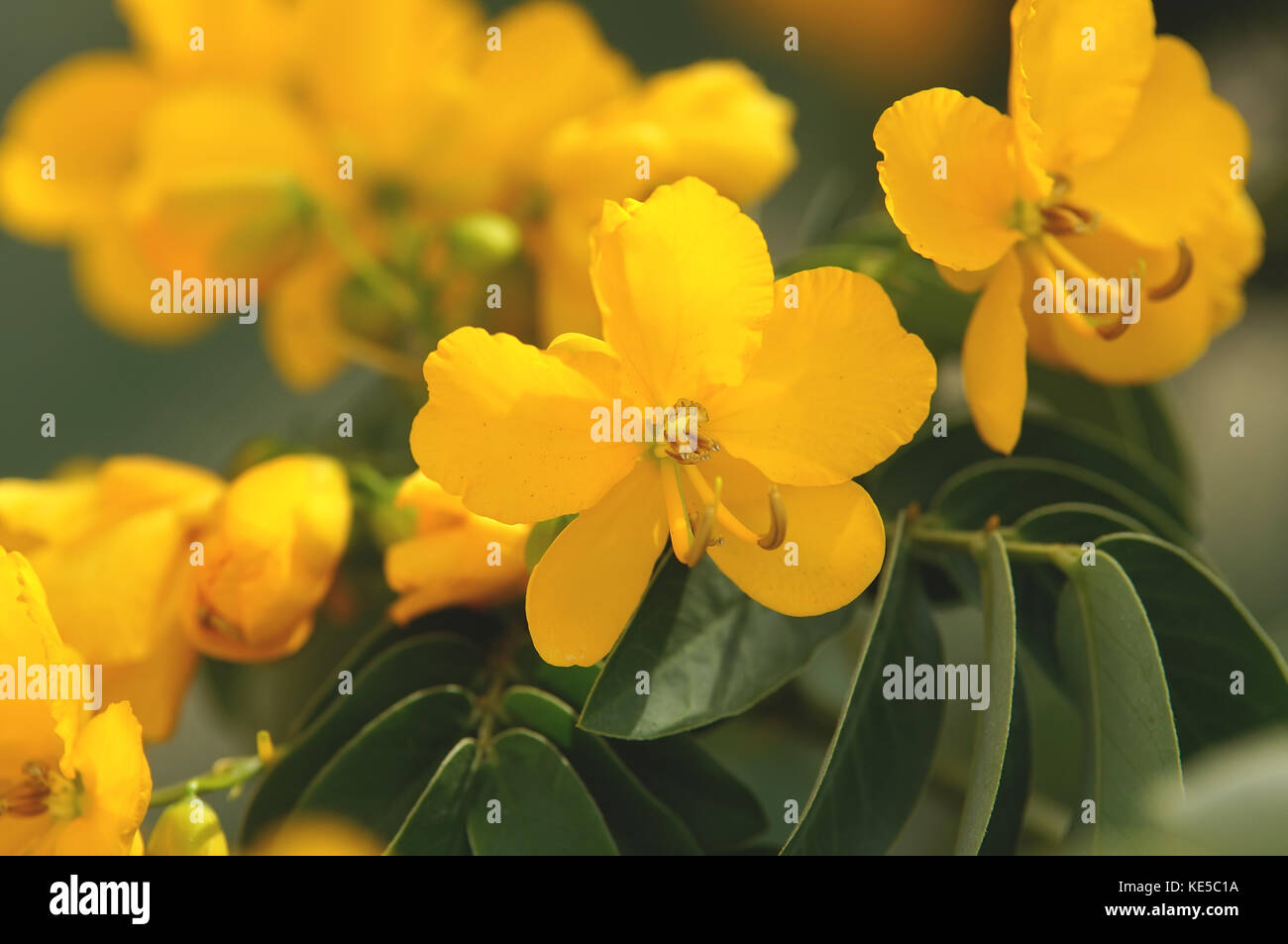 Cassia Dina ist eine Gattung von Blütenpflanzen in der Familie Fabaceae, und der Unterfamilie caesalpinioideae. Stockfoto